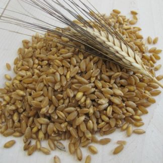 Farina Senatore Cappelli di grano duro