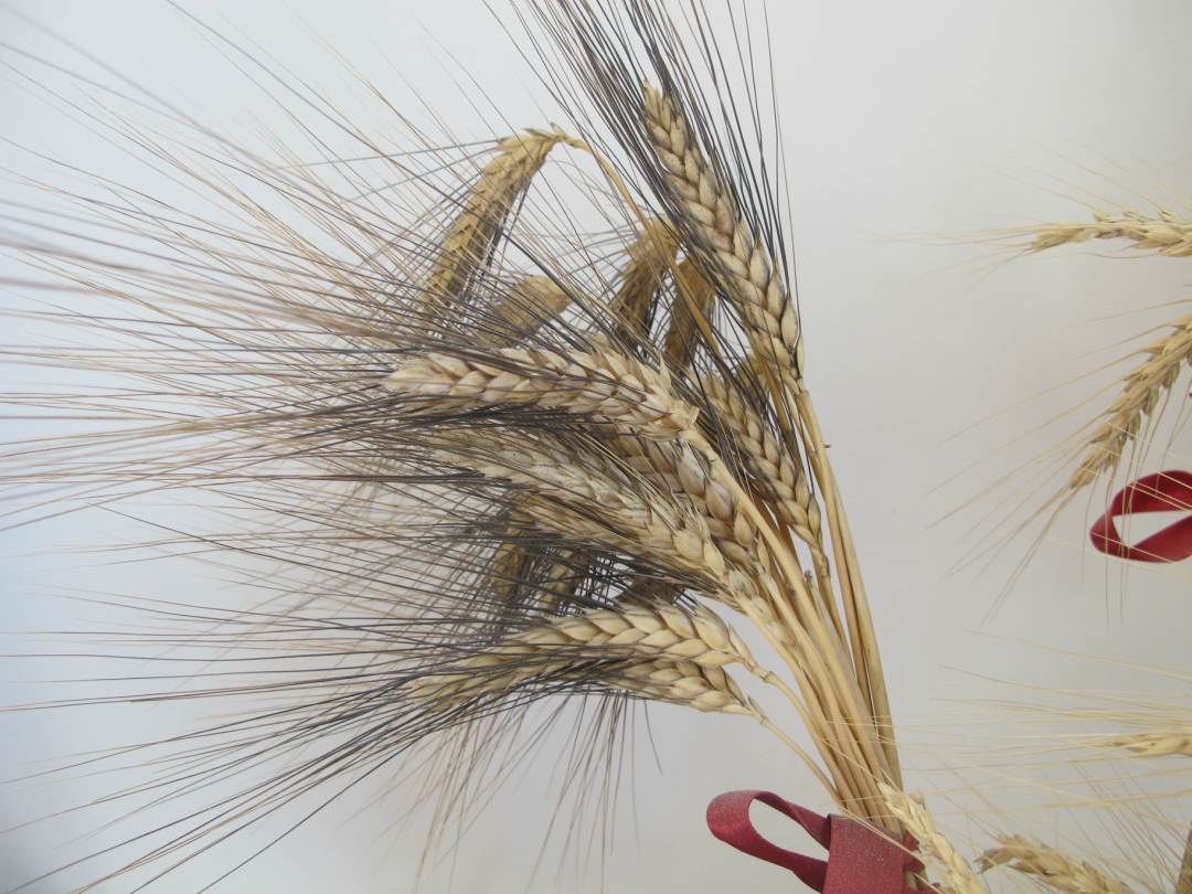La spiga di grano duro da cui nasce la farina Senatore Cappelli